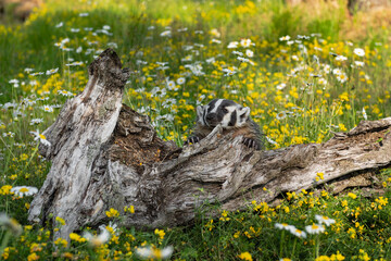North American Badger (Taxidea taxus) Cub Sits Behind Log in Wildflowers Summer