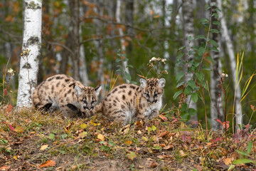 Cougar Kittens (Puma concolor) Look Down Small Embankment Autumn