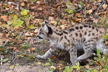 Cougar Kitten (Puma concolor) Runs to Left Through Leaves Autumn