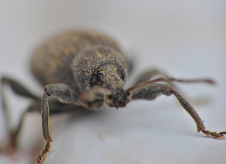 Ground Beetle