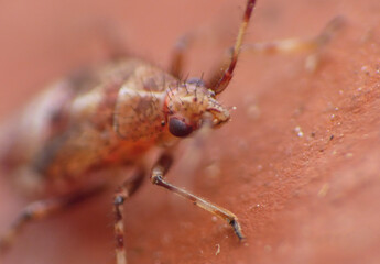 Damsel Bug