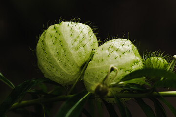 close up of a unik green flower