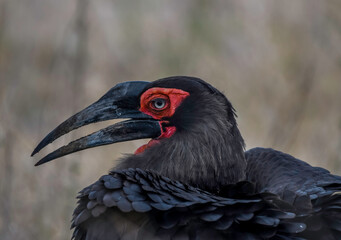 Obraz premium Southern ground hornbill in Kruger national park