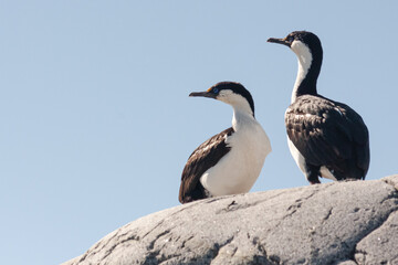 A pair of Antarctic shags sit on the rocky shoreline of their inhospitable and frozen habitat, their very distinctive yellow warty caruncle and blue eyes clear to see.