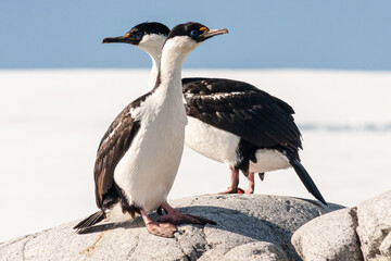 A pair of Antarctic shags sit high on the rocky foreshore of the inhospitable region they inhabit, their very distinctive yellow warty caruncle and blue eyes clear to see.