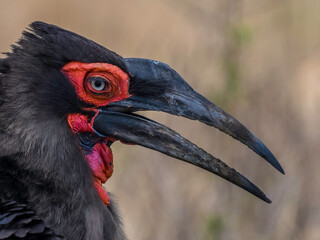 Southern ground hornbill in Kruger national park