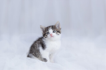 Fototapeta na wymiar Close up portrait of a cute Kitten. Tiny Kitten on a light background. Baby cat. Animal background. Tabby. Pets. Baby Kitten posing at camera. Pet care concept. Copy space. Gift. Postcard
