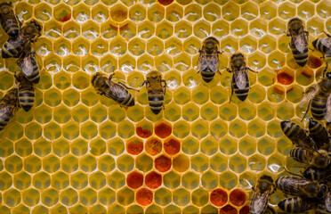 Color harmony and beauty inside hive.
For its power bees collect pollen. They piled it into cells. Pollen is used in alternative medicine.