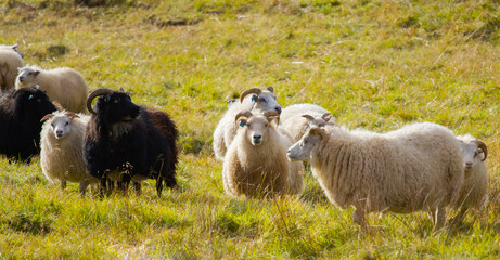 Icelandic Sheep Graze at Mountain Meadow, Group of Domestic Animal in Clear Nature. Beautiful Highlands in Iceland. Ecologically Clean Lamb Meat and Wool Production. Scenic Area