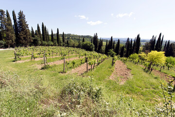 A view of rural landscape