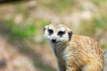Meerkat