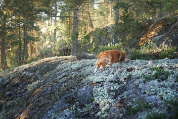 red dog in the summer forest. Nova Scotia duck tolling retriever outdoors. Beautiful pet in woods, northern nature