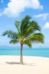 beautiful picturesque seascape. A palm tree on the sandy shore of the Gulf of Thailand on Koh Samui