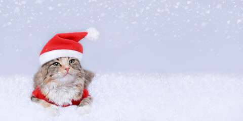 Kitten on a white background. Happy New Year. Merry Christmas. Web banner. Copy space. Cat in a Xmas red hat. Snowflake. Ready postcard 2024. Cat
in Santa costume looks at the camera. Greeting card