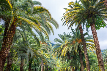 Palm alley on the background of mountains on a cloudy day. Beautiful southern landscape.