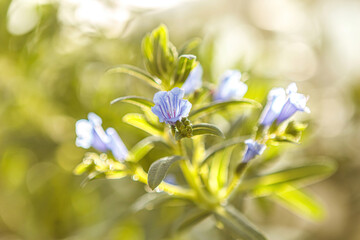 Close-up macro portrait of the blossoms of a echium gentianoides plant