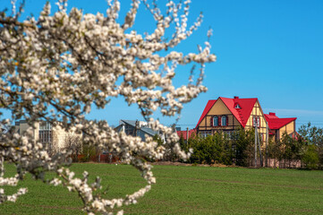 Obraz premium A beautiful house with a red roof on the edge of the village through apple blossom on a sunny spring day, the house is in focus