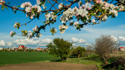 a view of the countryside, a green field and the village in spring through the blossom of an apple tree,