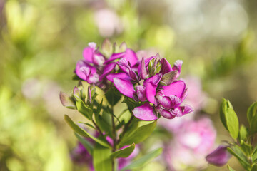 Macro close-up portrait of the blossoms of a pink myrtle-leaf milkwort flower, polygala myrtifolia