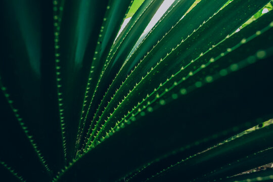 Close up of dark green succulent leaves. Beautiful natural pattern
