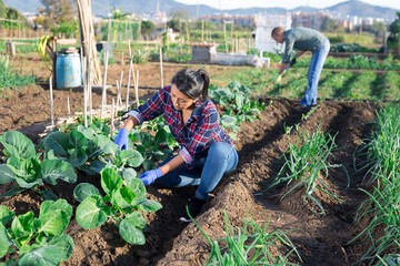 Team of multicultural workers caring for plants in vegetable garden
