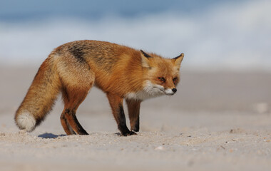 A red fox on the beach 