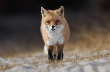 Obraz premium A red fox on the beach 