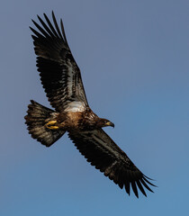 A juvenile bald eagle in flight 