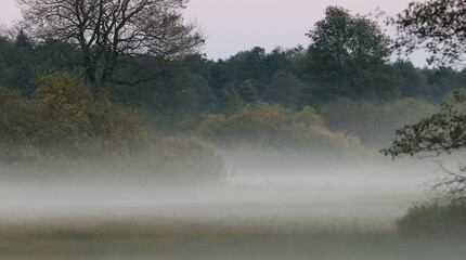 Obraz na płótnie Canvas Mist over forest meadow