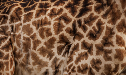 Giraffe print up close for background 
