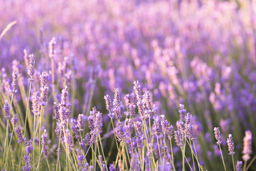 Lavender bushes closeup on sunset. Sunset gleam over purple flowers of lavender. Provence region of France.