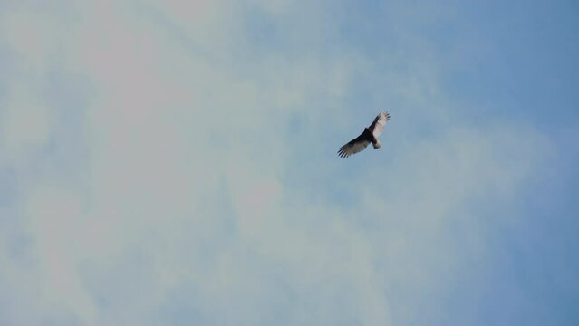 Low angle of bird gliding with outstretched wings against sky. Predator circling over area looking for prey. Watching animals in wildlife, Costa Rica