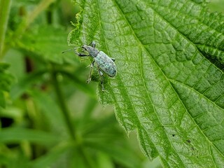 Green insect on a green leaf