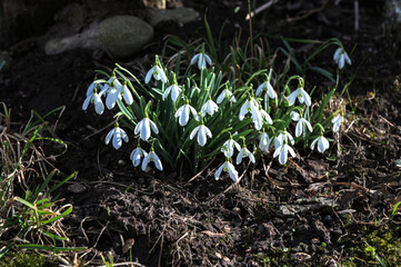 Common snowdrop - Galanthus nivalis.