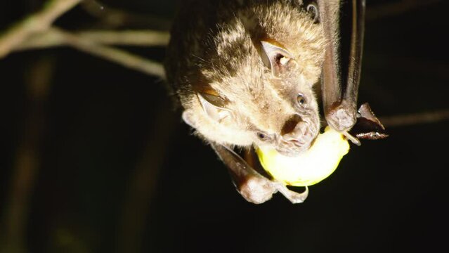 Close up of artibeus watsoni, fruit eating bat, hanging upside down. Watching animals in wildlife, Costa Rica