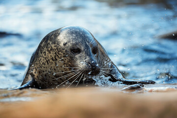 Fototapeta premium Common seal [Phoca vitulina] cute face