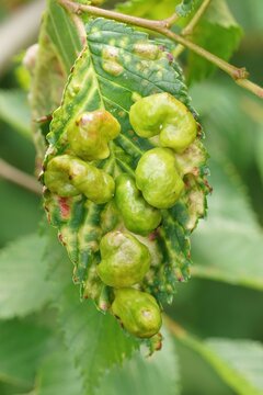 Closeup on elm sack gall aphid of the plant parasite Tetraneura ulmi in the field