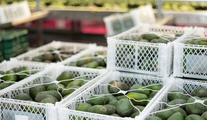 Stacks of plastic boxes with selected ripe Hass avocados in fruit and vegetable storage warehouse.. - obrazy, fototapety, plakaty