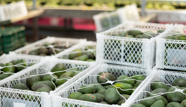 Stacks of plastic boxes with selected ripe Hass avocados in fruit and vegetable storage warehouse..