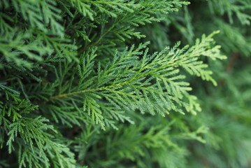 A hedge of Leyland cypress ( Cupressocyparis leylandii ). Cupressaceae evergreen coniferous tree. The leaves are dark green all year round and grow quickly, so they are used for hedges.