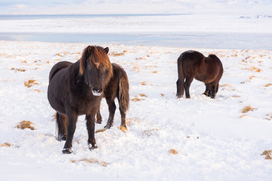 Icelandic Horses In Winter. Rural Animals at Snow Covered Meadow. Pure Nature in Iceland. Frozen North Landscape. Icelandic Horse is a Breed of Horse Developed in Iceland.