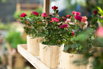Potted roses put on wooden table in container garden