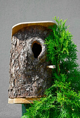 budka lęgowa dla ptaków w drewnianym pniaku, nesting box for birds in a wooden stump, Rustic Birch house for bird, Bird House, A bird house made of a tree stump, thuja
