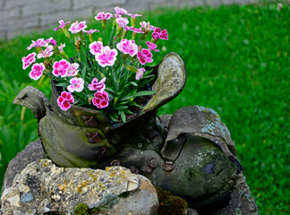różowe goździki w starym bucie, ogrodowy recykling, rustykalna dekoracja, pink carnations in an old shoe (Dianthus )  © kateej