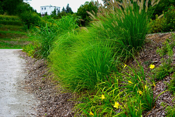 ścieżka przy skarpie, trawy ozdobne i liliowce na skarpie, rozplenice i liliowce (Hemerocallis, Pennisetum ), Pennisetum on the slope in garden  © kateej