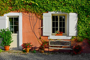 pomarańczowa ściana z białym oknem i drzwiami obrośnieta zielonym pnączem, uroczy domek ze...