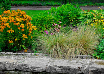 dzielżany i trawy ozdobne na rabacie, kompozycja ogrodowa, Helenium,  Echinacea, Helenium and ornamental grasses in the flowerbed	
