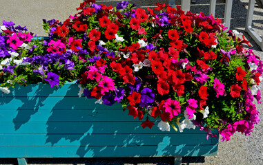 białe, fioletowe i czerwone petunie w niebieskiej skrzynce (Petunia ×hybrida), letnie kwiaty w donicy, red, white and violet petunias, summer flowers in a pot	

