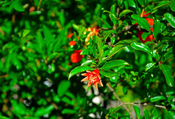 kwitnący granat właściwy, granatowiec właściwy (Punica granatum), czerwony kwiat Punica 