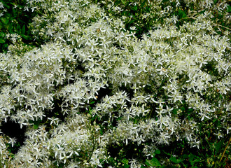 Powojnik prosty (Clematis recta), białe kwiaty powojnika, powojnik botaniczny, erect clematis, ground virginsbower © kateej